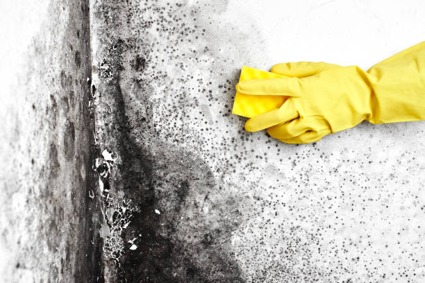 Best Black Mold Removal  in Clinton, IL